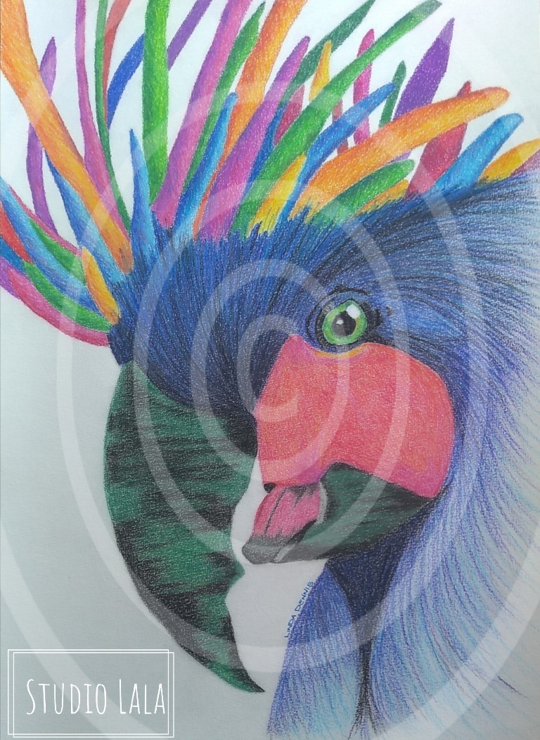 The Rainbow Palm Cockatoo